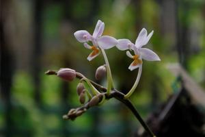 Phalaenopsis equestris