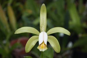 Cattleya forbesii