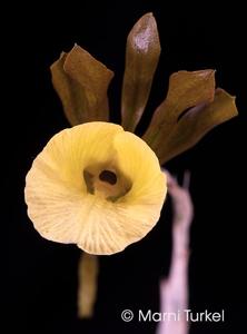 Galeandra schmidtii