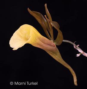 Galeandra schmidtii