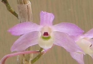 Dendrobium aduncum