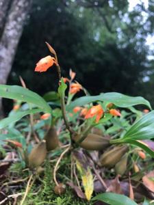 Coelogyne miniata