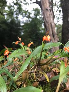 Coelogyne miniata