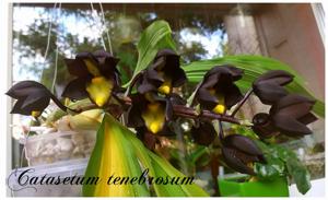 Catasetum tenebrosum