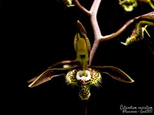 Catasetum saccatum