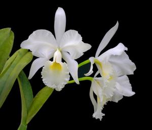 Cattleya labiata