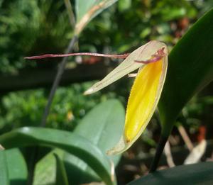 Pleurothallis nuda