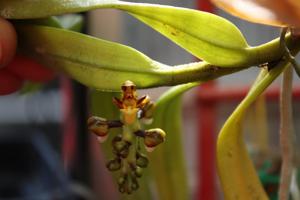 Cleisostoma striatum