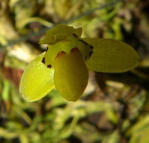Bulbophyllum tenuifolium