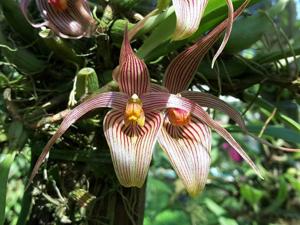 Bulbophyllum membranifolium subsp. inunctum