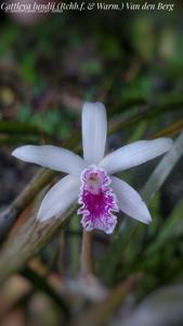 Cattleya lundii