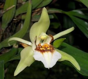 Coelogyne lawrenceana