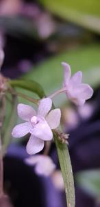 Sarcochilus hillii var. hillii