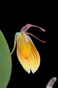 Restrepia chrysoglossa