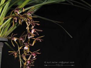 Cymbidium atropurpureum