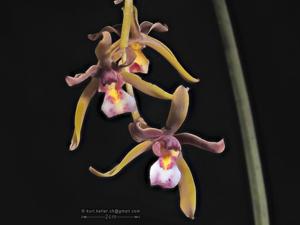 Cymbidium atropurpureum