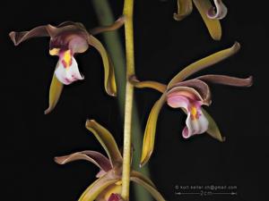 Cymbidium atropurpureum