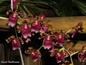 Oncidium fuscatum