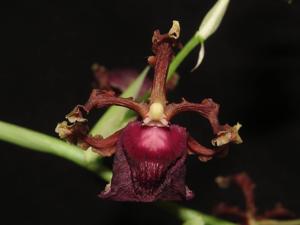 Oncidium fuscatum