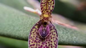 Acianthera crepiniana