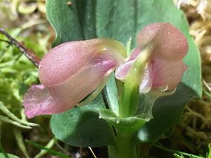 Corybas unguiculatus