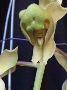 Catasetum albovirens