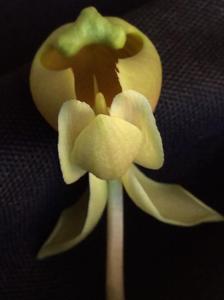 Catasetum albovirens