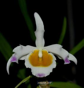 Dendrobium crystallinum