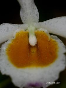 Dendrobium crystallinum