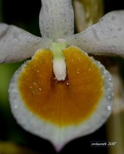 Dendrobium crystallinum