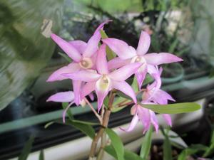 Dendrobium moniliforme