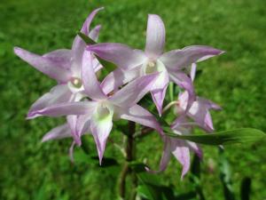 Dendrobium moniliforme