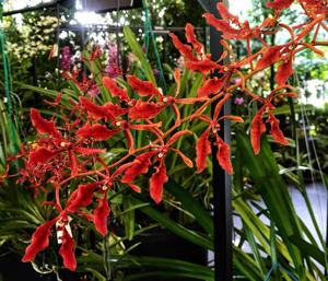 Renanthera coccinea