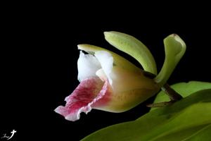 Chondrorhyncha hirtzii