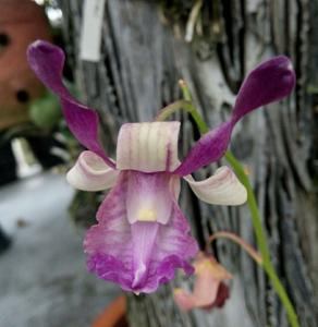 Dendrobium taurinum