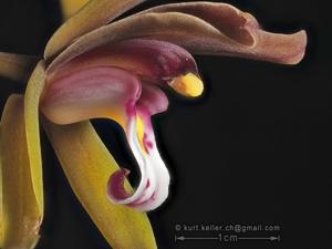 Cymbidium atropurpureum