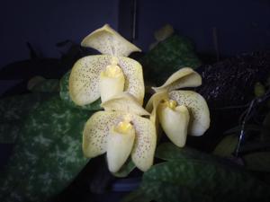 Paphiopedilum concolor