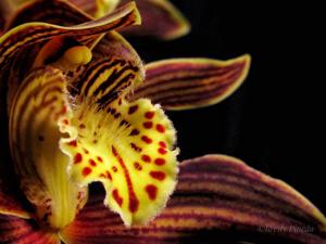 Cymbidium tracyanum