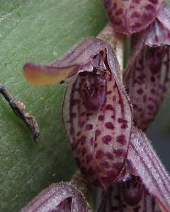Acianthera pubescens