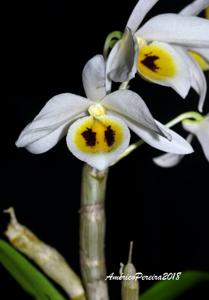 Dendrobium bensoniae