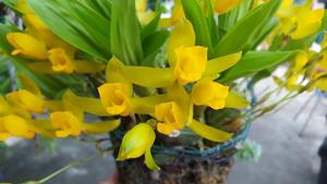 Lycaste aromatica