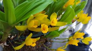 Lycaste aromatica