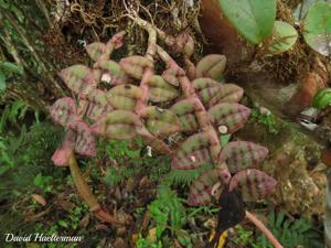 Epidendrum escobarianum