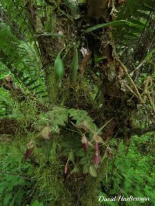 Epidendrum escobarianum
