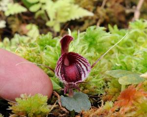 Corybas holttumii