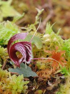 Corybas holttumii