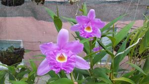 Sobralia rogersiana