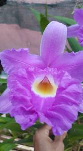 Sobralia rogersiana