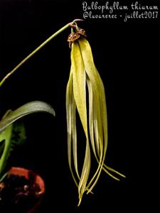 Bulbophyllum thiurum