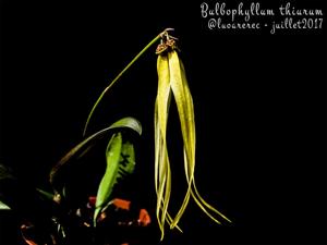 Bulbophyllum thiurum